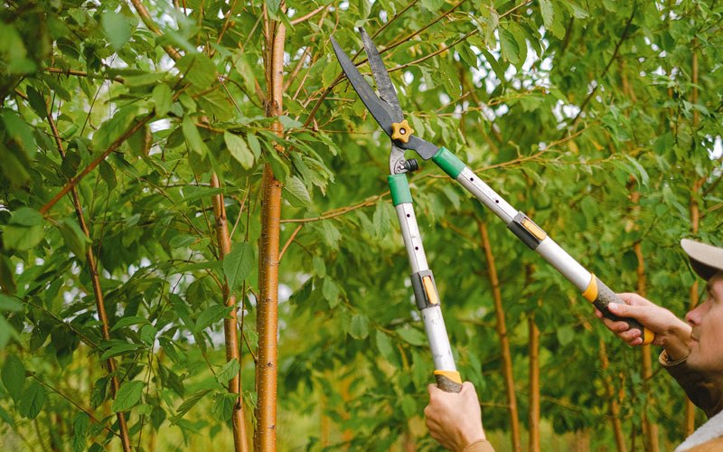 Tree trimming in Pico Rivera, CA